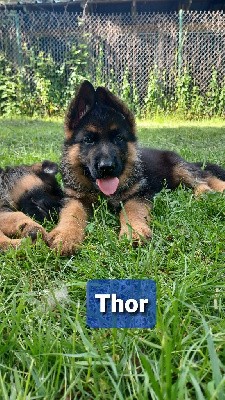 Thor