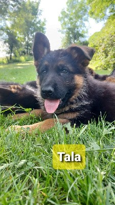 Tala