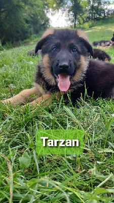 Tarzan