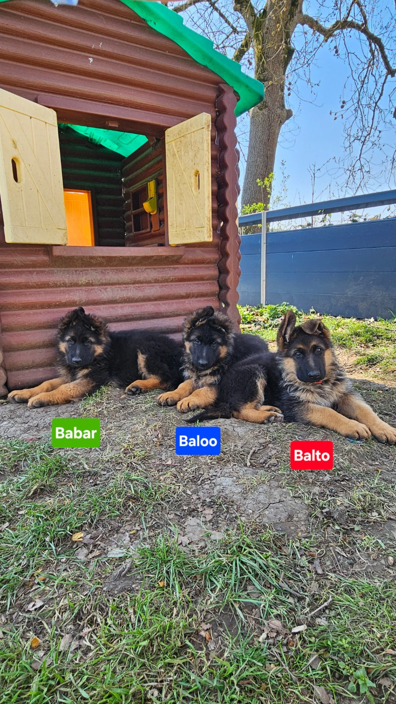 Marie de Murard de Saint Romain - Berger Allemand - Portée née le 05/01/2026