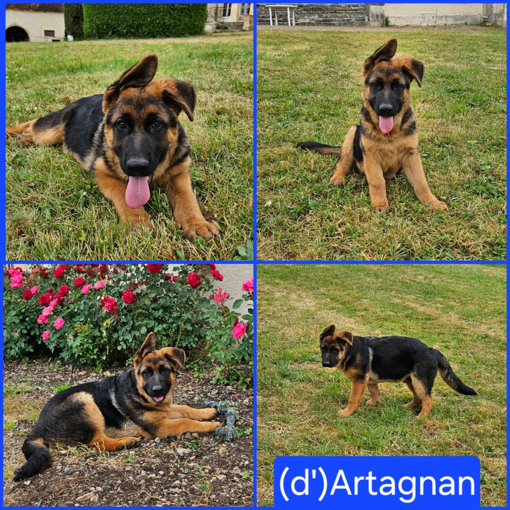 Marie de Murard de Saint Romain - Chiots disponibles - Berger Allemand