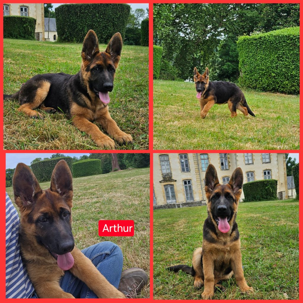 Marie de Murard de Saint Romain - Chiots disponibles - Berger Allemand