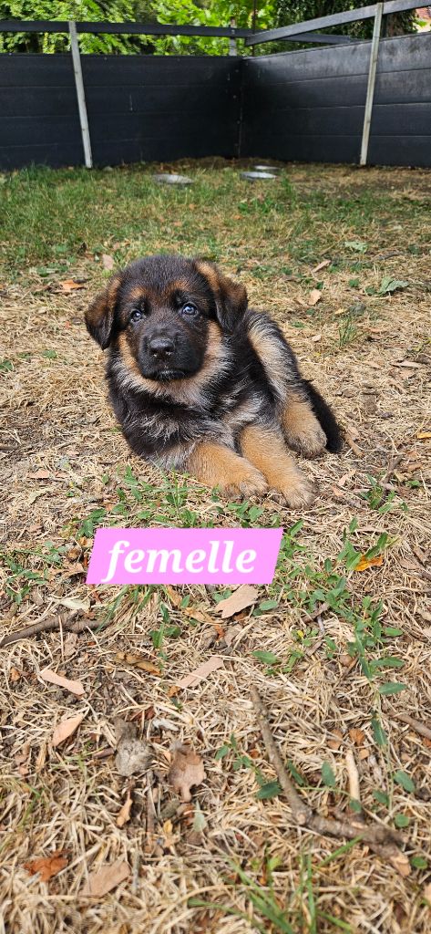 Marie de Murard de Saint Romain - Chiots disponibles - Berger Allemand
