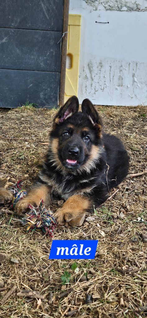 Marie de Murard de Saint Romain - Chiots disponibles - Berger Allemand