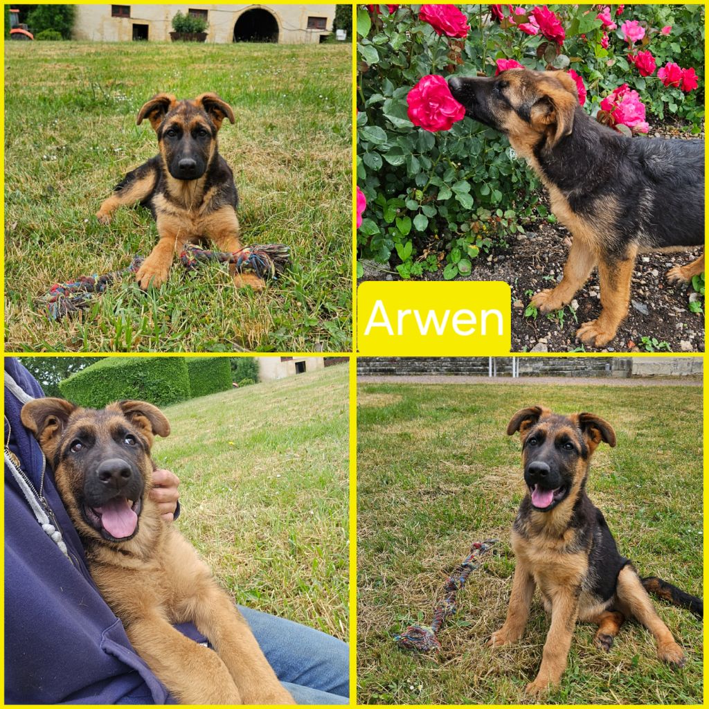 Marie de Murard de Saint Romain - Chiots disponibles - Berger Allemand