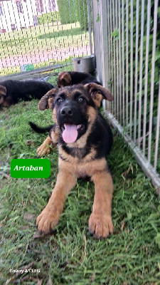Artaban