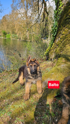 Balto