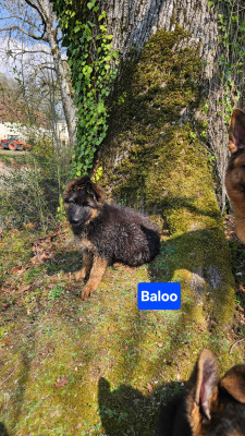 Baloo