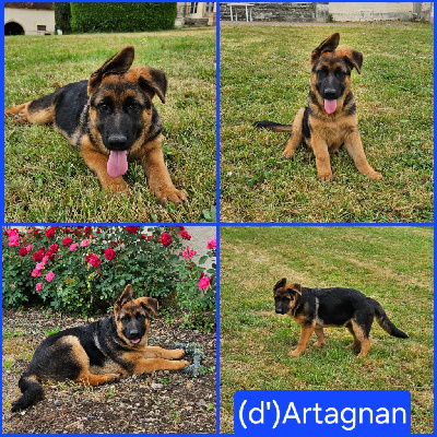 Artagnan 