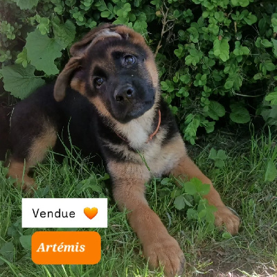 Artémis