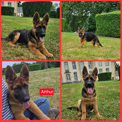 Arthur