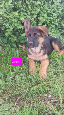 Arya