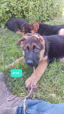 Ariel