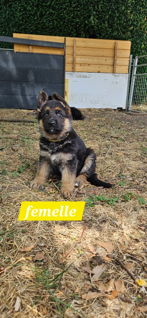 Marie de Murard de Saint Romain - Chiots disponibles - Berger Allemand