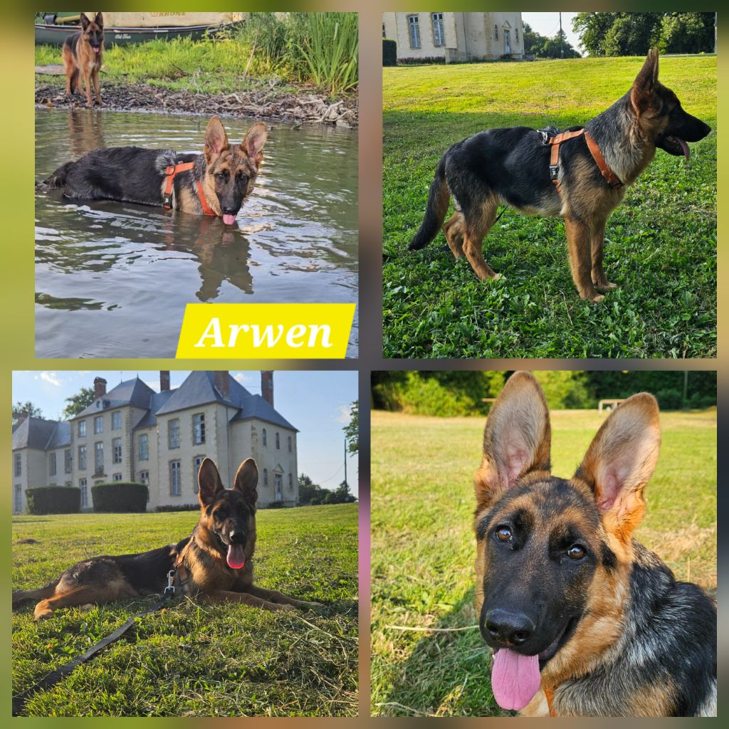 Marie de Murard de Saint Romain - Chiots disponibles - Berger Allemand